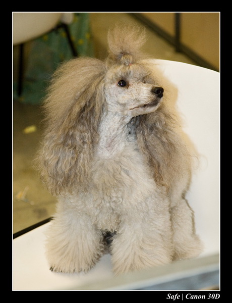 Sep 06 - Salon des animaux de compagnies - 55